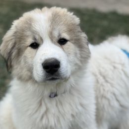 Paris (Miss Purple) - White and badger female Great Pyrenees puppy in Sapphire, North Carolina from Sapphire Valley Great Pyrenees