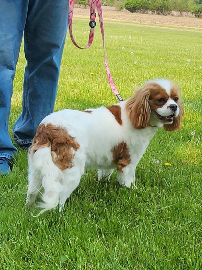 Gen-Gen - Cavalier King Charles Spaniel