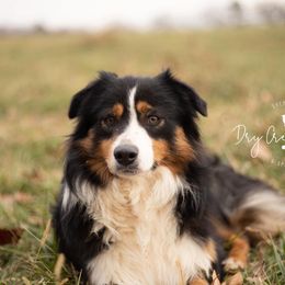 Cinch - Miniature Australian Shepherd