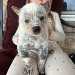 Boy 5 - Blue male Australian Cattle Dog puppy in Irvington, Kentucky from Dry Valley’s Australian Cattle Dogs