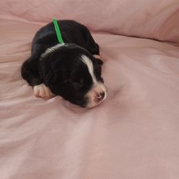 Australian Shepherd and Miniature Australian Shepherd Puppies from Rothsolid Puppies