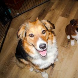 English Shepherd Puppies from Town & Country English Shepherds