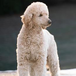 Goldendoodles and Poodles from Black Barn Kennel