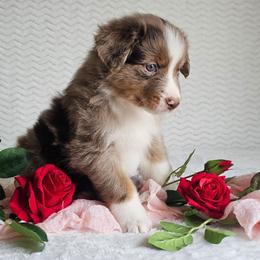 Rowdy - Red merle male Australian Shepherd puppy in Mountain Grove, Missouri from K Bar H Farms