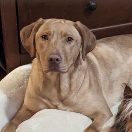 Gracie - Labrador Retriever