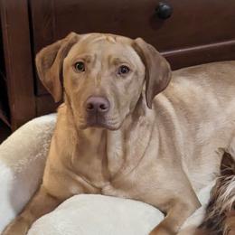 Gracie - Labrador Retriever
