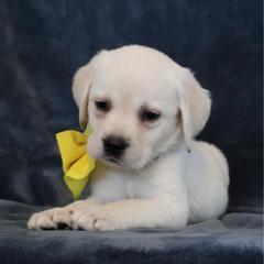 Yellow collar - Yellow female Labrador Retriever puppy in Dunnellon, Florida from Quail Meadow Labradors