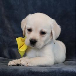 Yellow collar - Yellow female Labrador Retriever puppy in Dunnellon, Florida from Quail Meadow Labradors