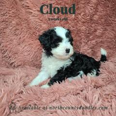 Cloud - female Australian Mountain Doodle puppy in Escondido, California from North County Doodles