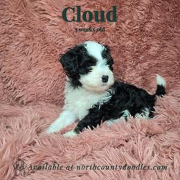 Cloud - female Australian Mountain Doodle puppy in Escondido, California from North County Doodles