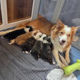 Border Collie puppies from Lake Ridge Border Collies