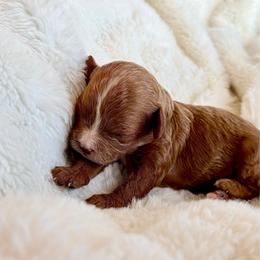 Juniper -red female w white- - Red female Cavapoo puppy in Gilbert, Arizona from Arizona Toy Cavapoos – Health‐Tested & Home‐Raised