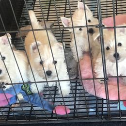 West Highland White Terrier Puppies from Twin Oaks Westies