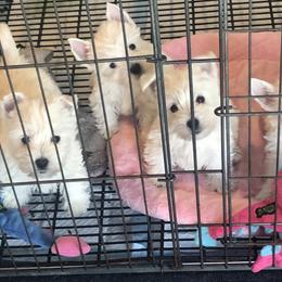 West Highland White Terrier Puppies from Twin Oaks Westies