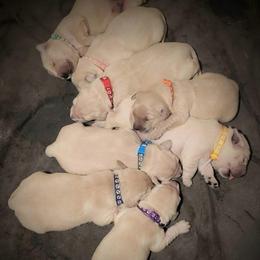 1st pick of the girls from the Soda Pop Pups - Golden female Golden Retriever puppy in Fithian, Illinois from LOMAH Retrievers
