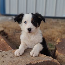 Border Collie Puppies from Bond Border Collies