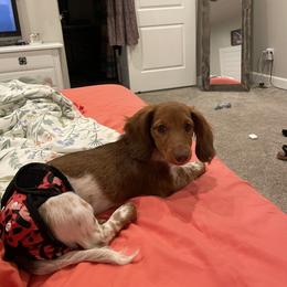 Dachshund All Grown Up from Dix n’ Dot Dachshunds