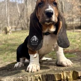 True Love - Black white and brown male Basset Hound puppy in Dingess, West Virginia from Tuckers' Howling Hounds