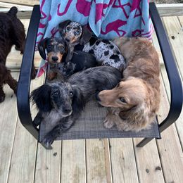 Dachshund Puppies from Golden Creek Farm