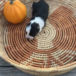 Girl 2 - Black tri female Miniature Australian Shepherd puppy in Doddridge, Arkansas from Huddleston Farm