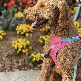 Goldendoodle All Grown Up from Diller Doodle Pups