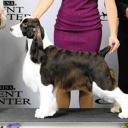 Cirneco dell’Etnas and English Springer Spaniels from Wynmoor Springers