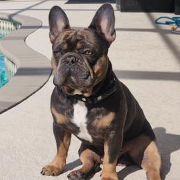 Taz - French Bulldog