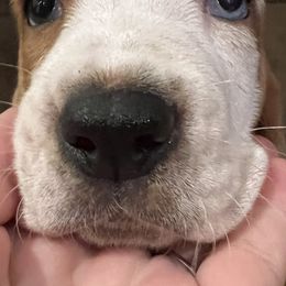 Basset Hound Puppies from Terry Farms