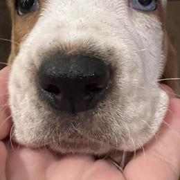 Basset Hound Puppies from Terry Farms