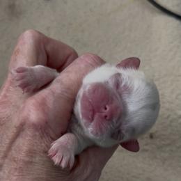 Boy 3 - White male Shih Tzu puppy in Texas from A Sassy Soul Shih-Tzu
