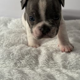 French Bulldog Puppies from Puget Sound Frenchies