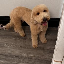 Aussiedoodles from Good Home
