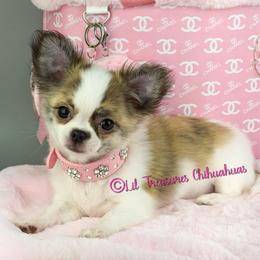 Belle-a - Chocolate brindled fawn female Chihuahua puppy in Anderson, South Carolina from Lil Treasures Chihuahuas