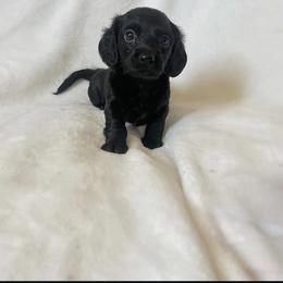 Dachshund Puppies from CA__Dachshunds