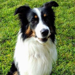 Duncan - Old Time Scotch Collie