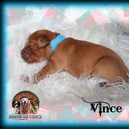 Vince - Golden male Golden Retriever puppy in Anson, Texas from Diamond Bar N Ranch