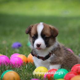 Delta - Sable female Pembroke Welsh Corgi puppy in Wever, Iowa from Sheep and Corgis