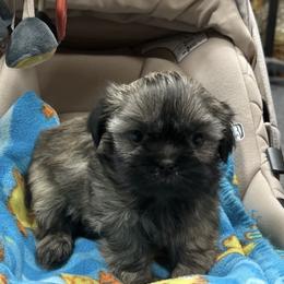 Light brindle boy - Brindle male Shih Tzu puppy in Hibbing, Minnesota from Iron Range Shih Tzu and Puppies