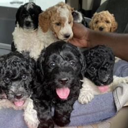 Goldendoodles from Lulu’s Doodles