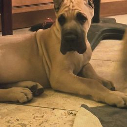 Red Collar - Fawn male Great Dane puppy in Staten Island, New York from Carmella Jichetti
