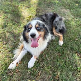 Frankie - Blue merle male Australian Shepherd puppy in Asheboro, North Carolina from Stellar Aussies
