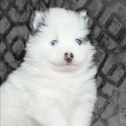 Spark - Black and white male Pomsky puppy in Bremen, Indiana from AMS Pomeranians and Pomskies in Indiana