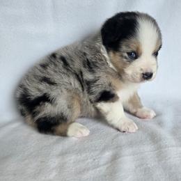 Boy 2 - Blue merle male Australian Shepherd puppy in Lakeland, Florida from Diamond P Australian Shepherds