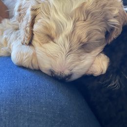 Bernedoodle Puppies from Northern NY Bernedoodles