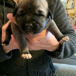Male 2 - Fawn male Anatolian Shepherd Dog puppy in Daggett, Michigan from T&S Anatolians