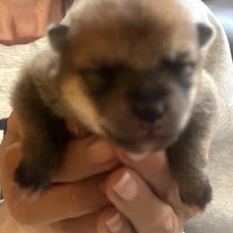 Stella Alpha Boy 2 (Hank) - Red male Shiba Inu puppy in Brecksville, Ohio from Shomaisou Shiba Inu