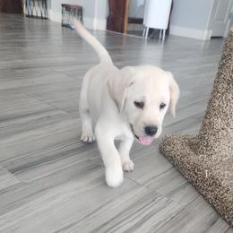 Girl 2 - Yellow female Labrador Retriever puppy in Arizona from Lily's White Labs