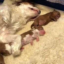 Cavalier King Charles Spaniel Puppies from Seaborne Cavalier King Charles Spaniels