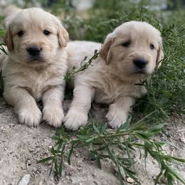 Golden Retriever Puppies from Castle Country Companions