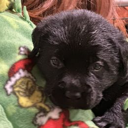Boy 1 - Black male Labrador Retriever puppy in Fitchburg, Massachusetts from Sunny Hill Farm Labradors